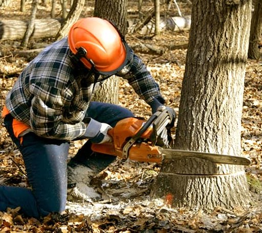 Tree Removal in Niantic, IL